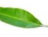 banana-leaves-isolated